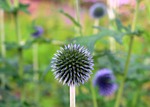 milk thistle is rich, przegorzan, honey plant