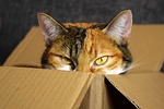 lucky cat, cardboard, cat
