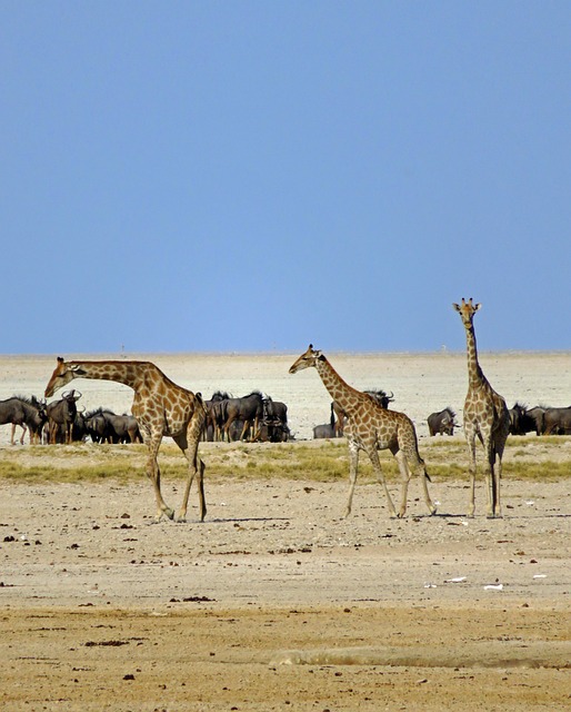 Free Giraffes Wildebeest photo and picture