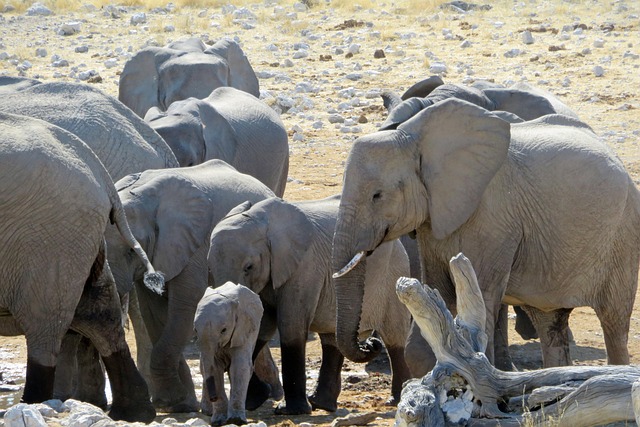 Free Elephant Herd photo and picture