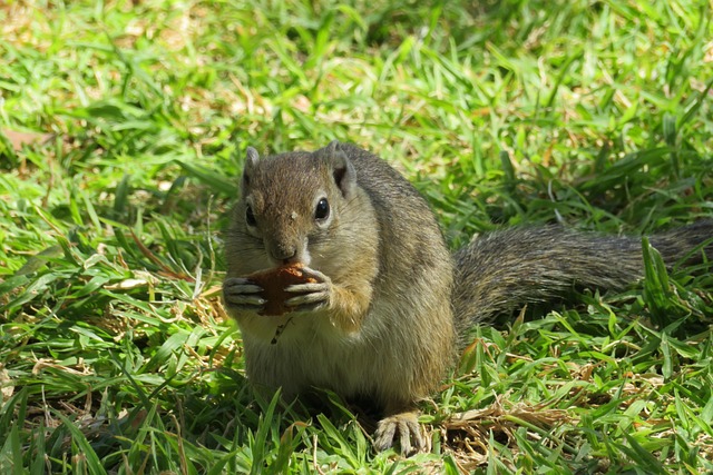 Free Squirrel Cute photo and picture