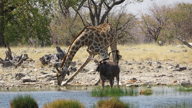 Free Giraffe Kudu photo and picture