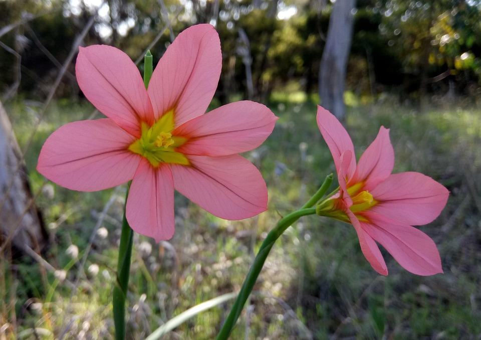 Springtime Wildflowers Delicate - Free photo on Pixabay