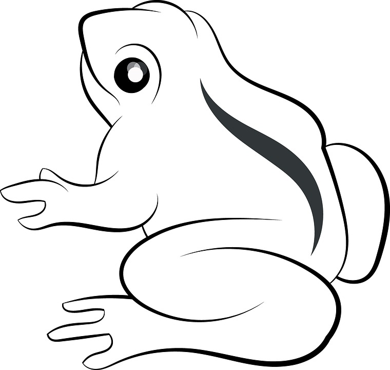 Katak Hewan Liar Gambar Gratis Di Pixabay
