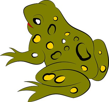 Rana, Animal, Salvaje, Anfibio, Selva