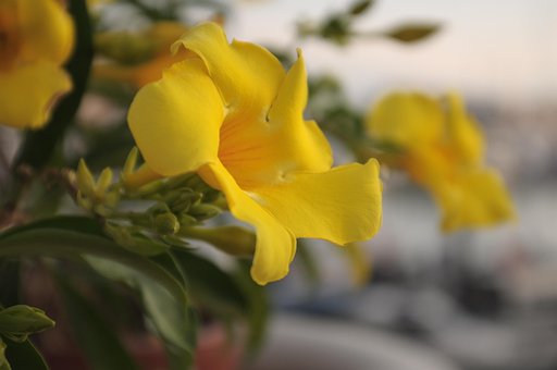 Gemeinsame Cinquefoil