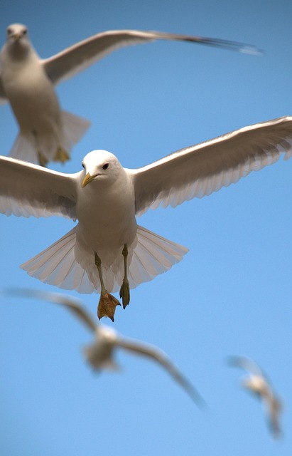 Free Birds Flying photo and picture