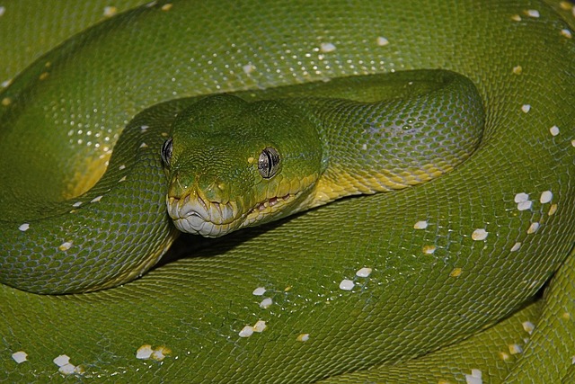 Free Snake Green photo and picture