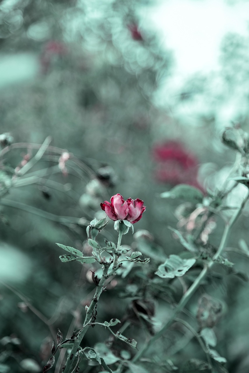 Rotting Roses Background Rose Blume Rot - Kostenloses Foto auf Pixabay - Pixabay