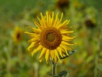 sun flower, blossom, bloom