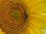 sun flower, bee, pollination