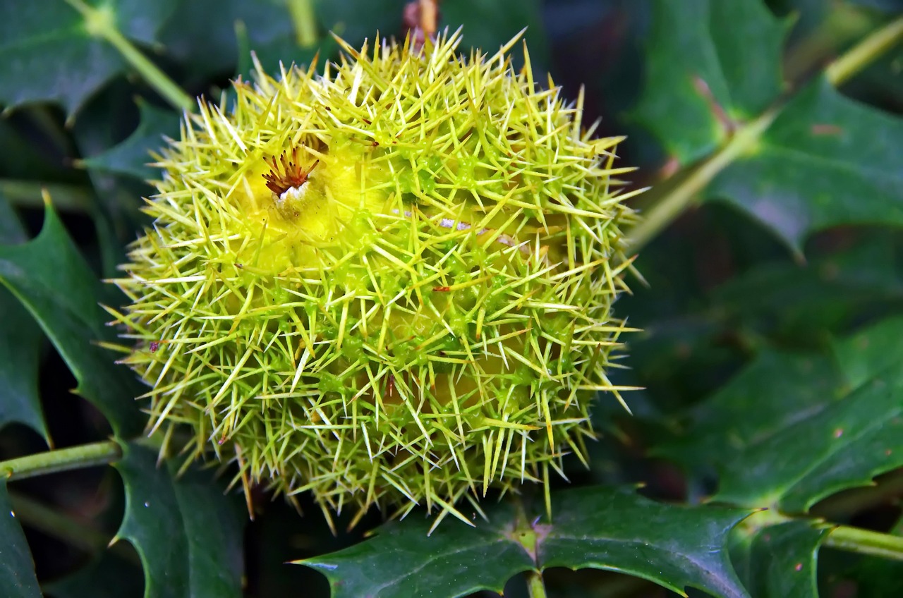 Chestnut Bug Seed - Free photo on Pixabay