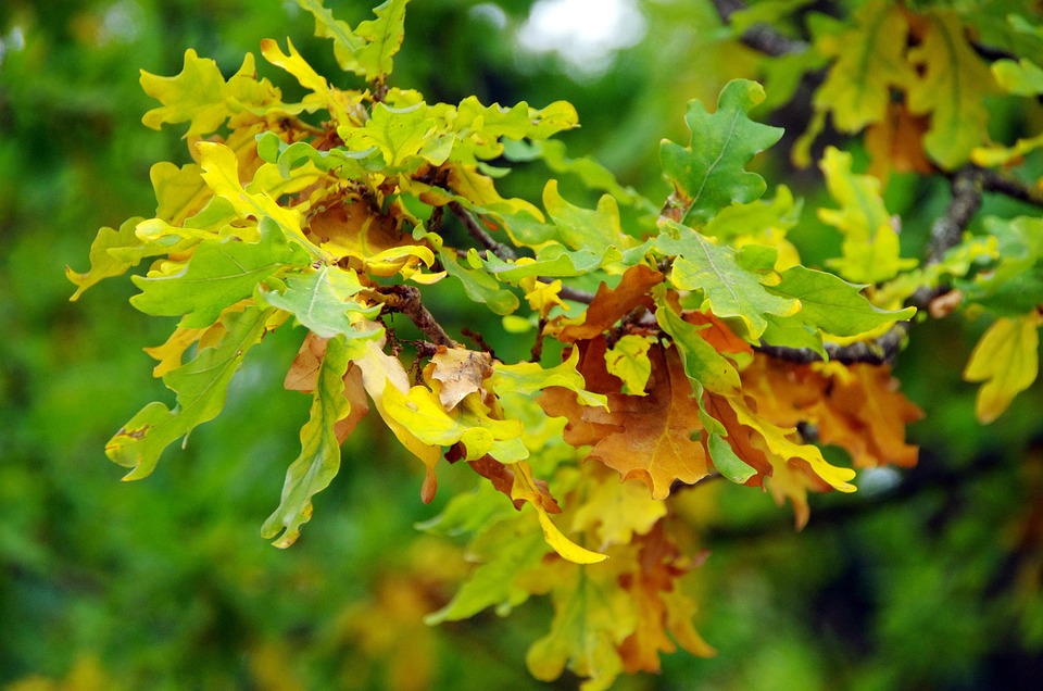 Oak Sheets Fall - Free photo on Pixabay