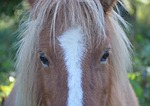 shetland pony, small horse, next to horse
