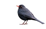 blackbird, isolated, white