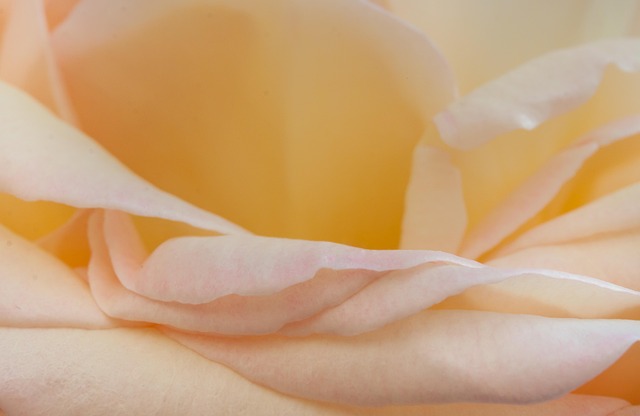 Free Rose Flower photo and picture