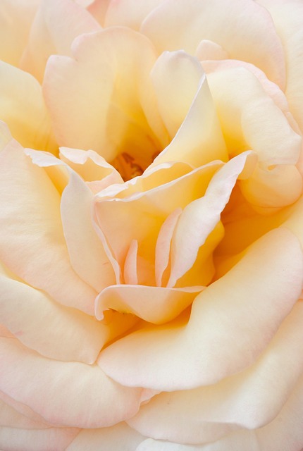 Free Rose Flower photo and picture