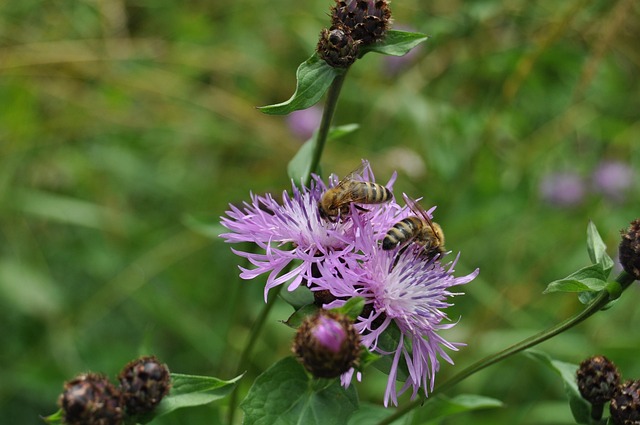 Free Bees Blossom photo and picture