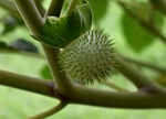 california manroot, bigroot, fruit ball with prickles