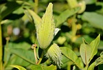 silk plant, tubercular silk plant, asclepias tuberosa