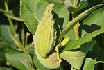 silk plant, tubercular silk plant, asclepias tuberosa