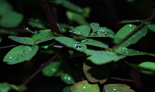 Free Rain Water photo and picture