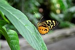 monarch butterfly, insect, bug