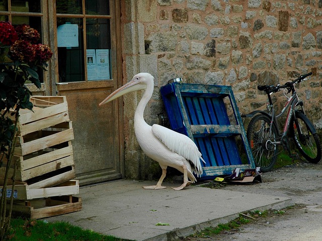 pelican, office, gig, zoo, humor, animals, bird, animal, birds, nature, planet, comic, france, wanked