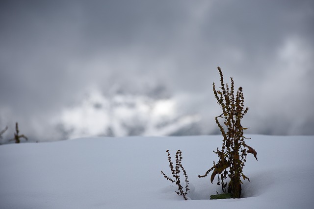 Free Snow Fog photo and picture