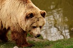 european brown bear, bright coat, blond