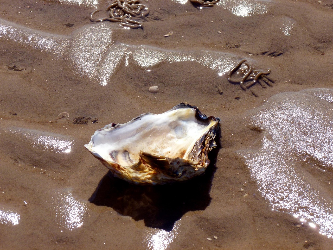 Clamshell Shellfish Oyster - Free photo on Pixabay