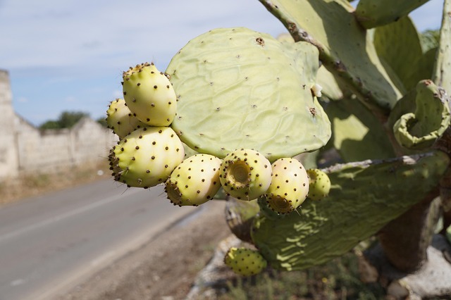 Free Prickly Pear Cactus Fruit photo and picture