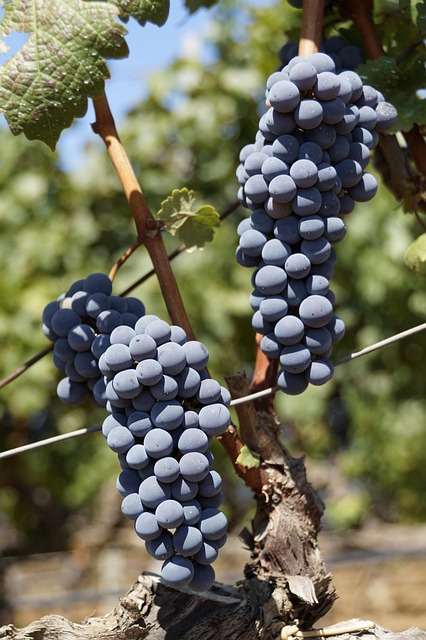 Free Grape Blue photo and picture