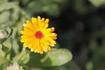 marigold, calendula officinalis, gardening