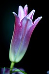 lily, bud, plant