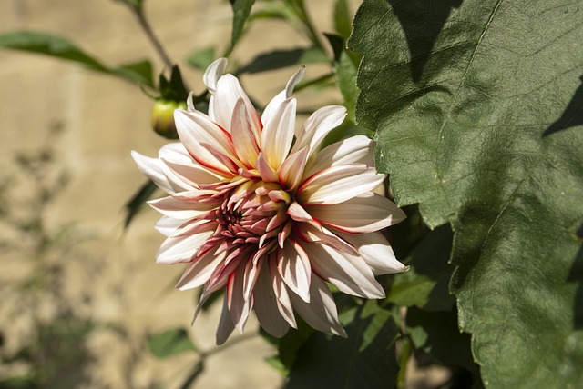 Bloem, Mooie Bloemen, Dag, Bloem Behang