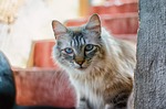 cat, animal, pet