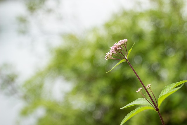 Blume, Bokeh, Hell, Feder, Blüte, Grün