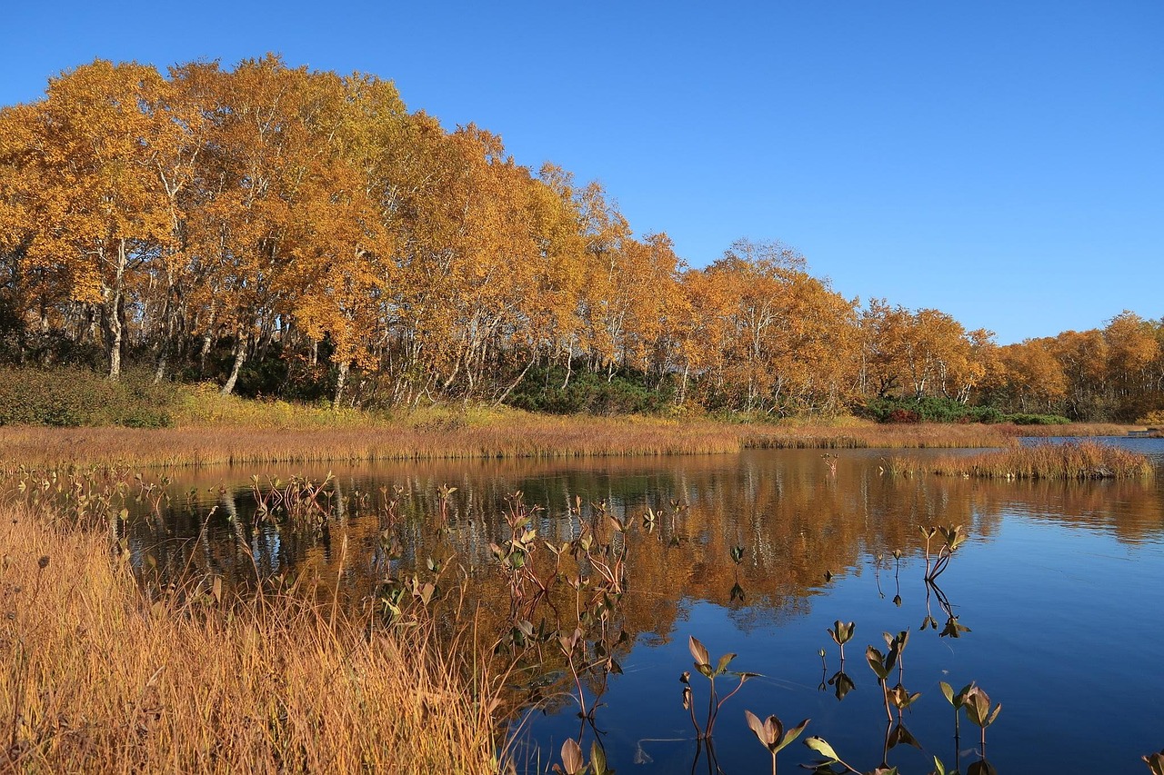 Autumn - free online jigsaw puzzle photo