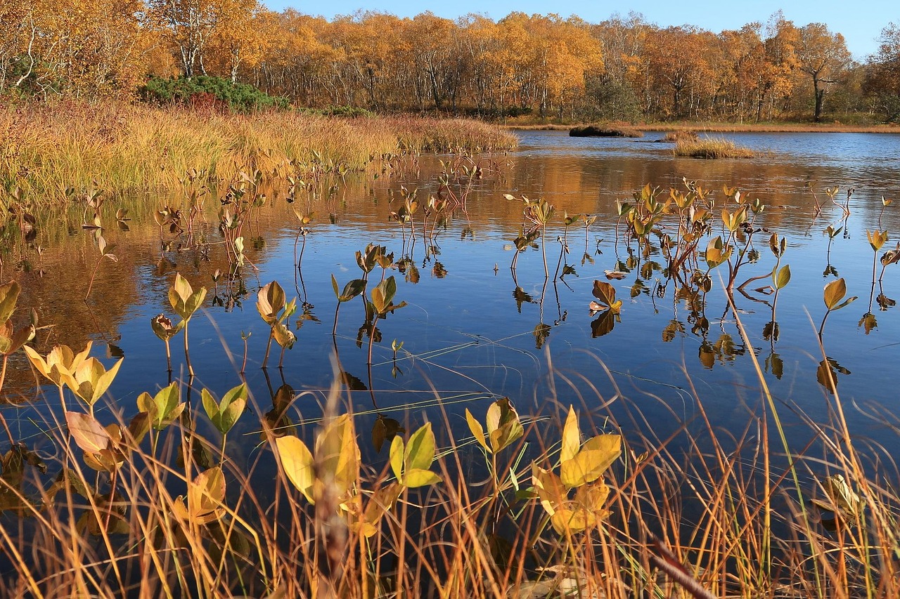Autumn - free online jigsaw puzzle photo