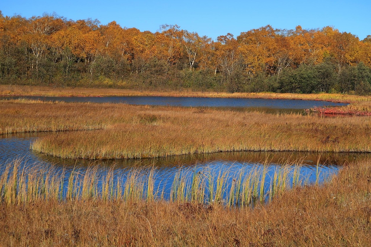 Autumn - free online jigsaw puzzle photo