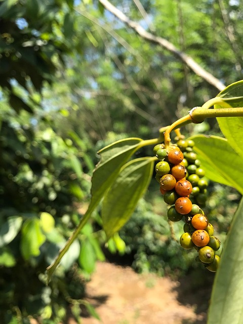 Free Green Peppercorn photo and picture