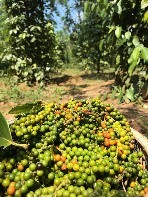 Free Peppercorn Harvest photo and picture