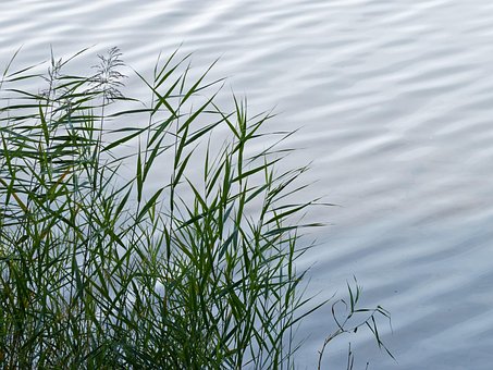 Free Reeds Nature photo and picture