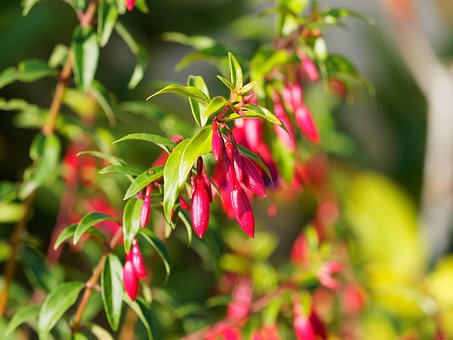 Free Flowers Fuchsia photo and picture