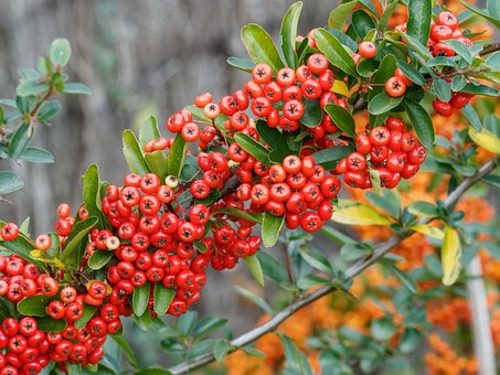 Free Burning Bush Pyracantha photo and picture