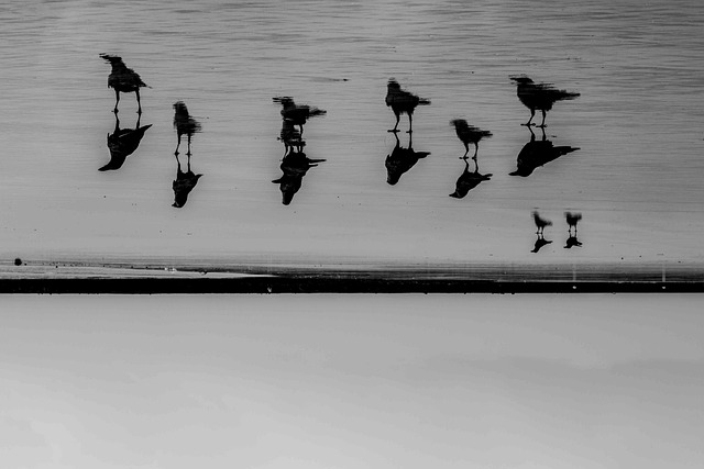 Free Crow Photography photo and picture