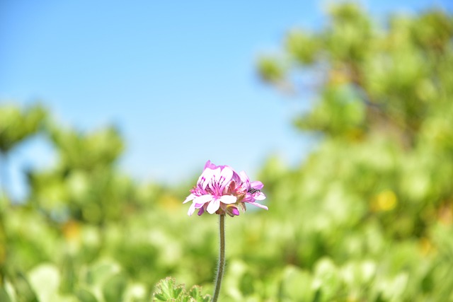 Free Flower Summer photo and picture