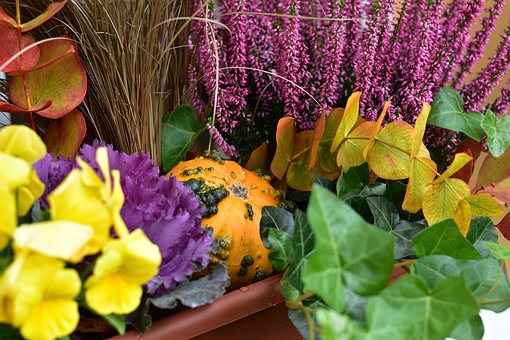 Free Autumn Decoration photo and picture