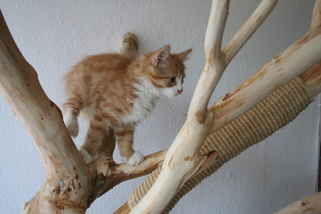 Free Main Coon Maincoon photo and picture
